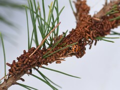 Acantholyda hieroglyphica