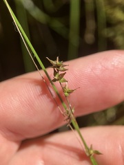 Carex rosea