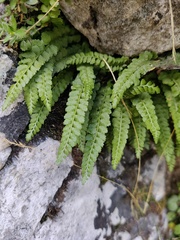 Asplenium viride