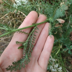 Achillea