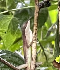Anolis limifrons