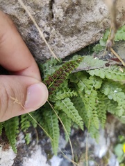 Asplenium viride