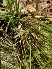 Carex rosea