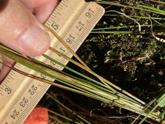 Carex rosea