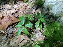 Chimaphila umbellata