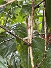 Anolis limifrons