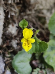 Viola biflora
