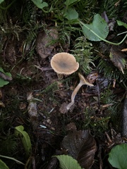 Lactarius occidentalis