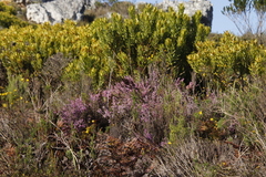 Erica hirtiflora