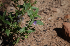 Trichostema brachiatum