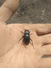 Carabus glabratus