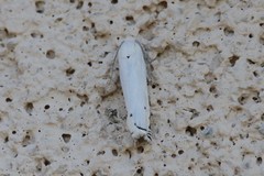 Hystrichophora vestaliana