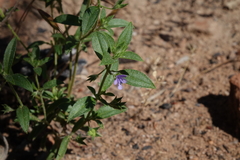 Trichostema brachiatum
