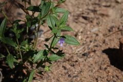 Trichostema brachiatum