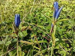 Gentiana linearis