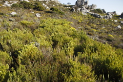 Leucadendron xanthoconus