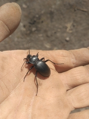 Carabus glabratus