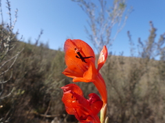Gladiolus