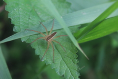 Nilus