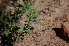 Trichostema brachiatum