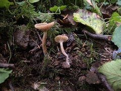 Lactarius occidentalis