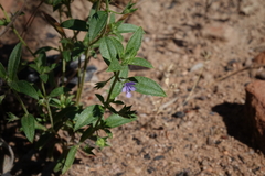 Trichostema brachiatum