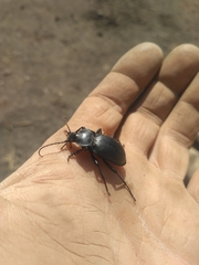 Carabus glabratus
