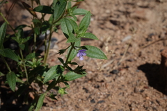 Trichostema brachiatum