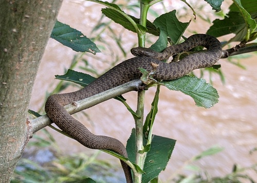 Narrowhead Garter Snake
