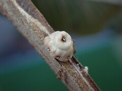 Ceroplastes