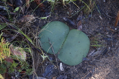 Haemanthus sanguineus