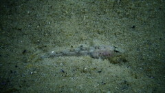 Pomatoschistus marmoratus