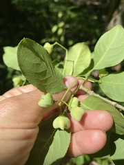 Euonymus atropurpureus