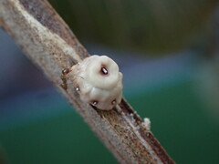 Ceroplastes