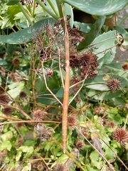 Clonopsis gallica
