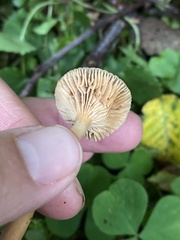 Lactarius occidentalis