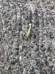 Orthoptera