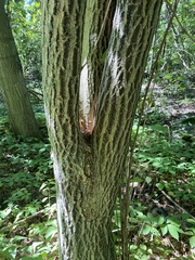 Euonymus atropurpureus