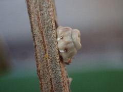 Ceroplastes