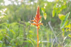 Dichromanthus cinnabarinus