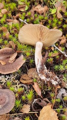 Lactarius mammosus