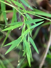 Dichanthelium microcarpon