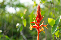 Dichromanthus cinnabarinus