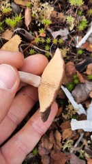 Lactarius mammosus