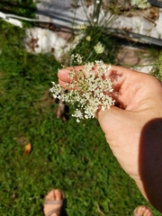 Daucus carota