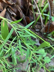 Dichanthelium microcarpon