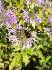 Bombus affinis
