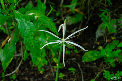 Hymenocallis littoralis