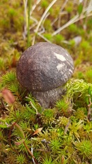 Leccinum variicolor