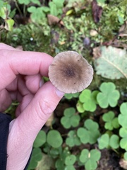 Hydropus marginellus